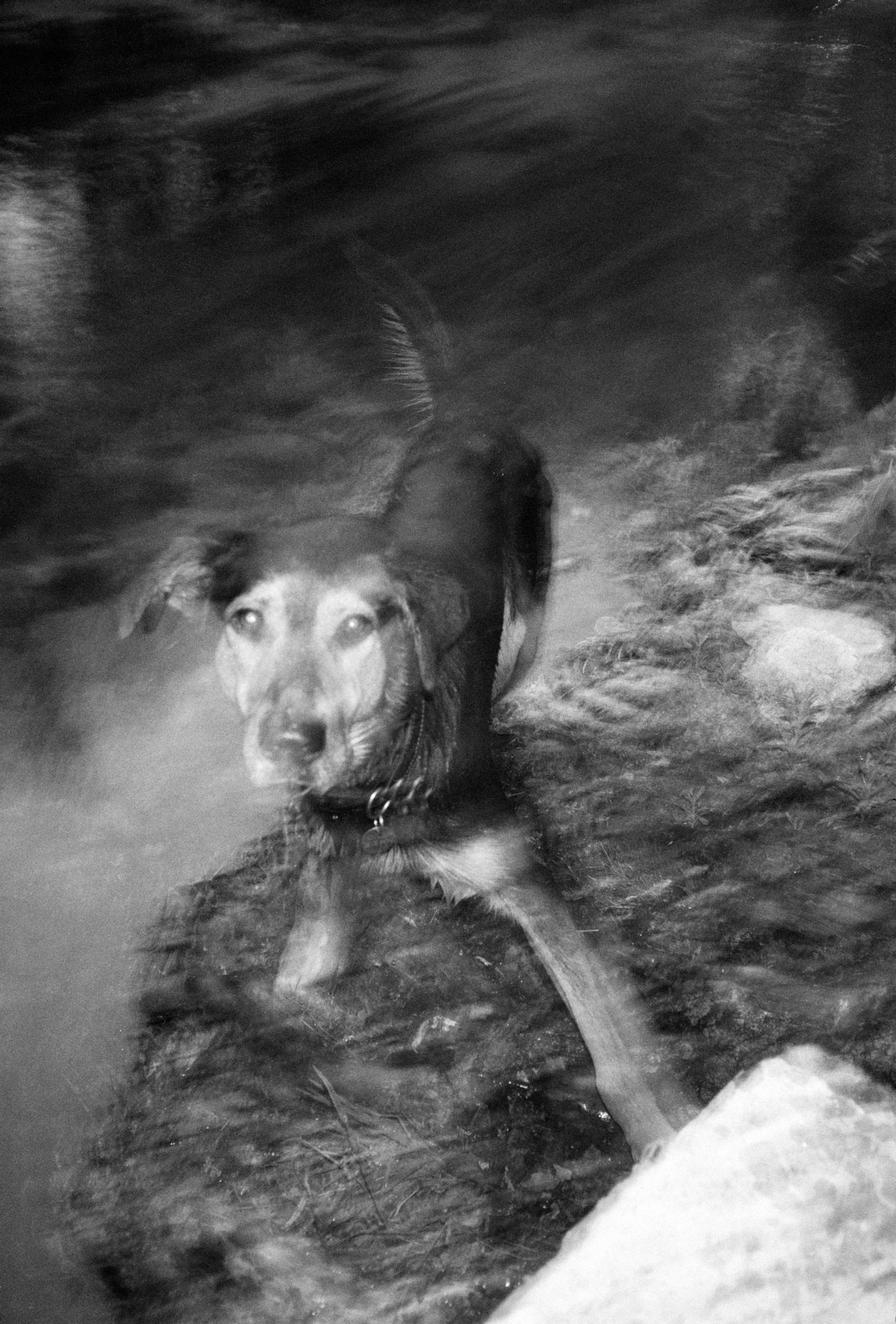 The Lurcher, Isle sur la Sorgue