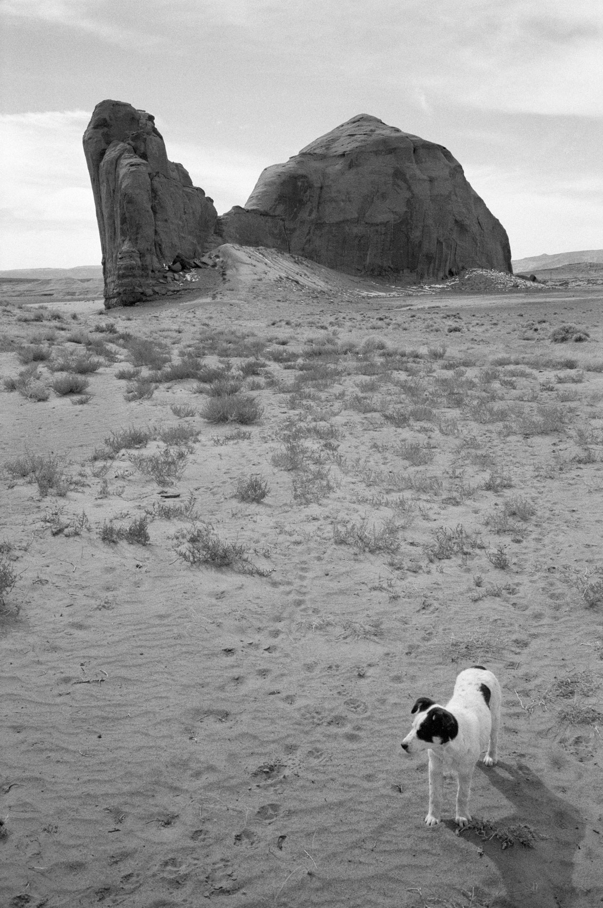 Rock Formation and Dog, Monument Valley
