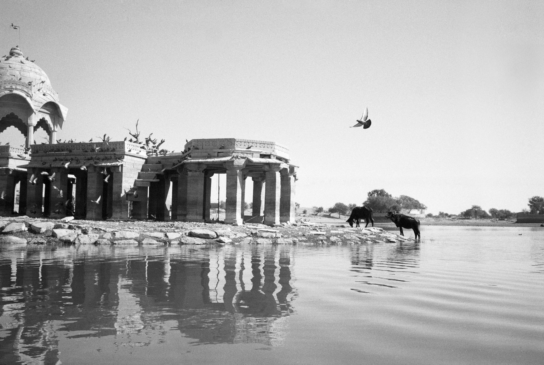 Ruined Temple with Water Buffalo, Gadi Sagar, Jaisalmer