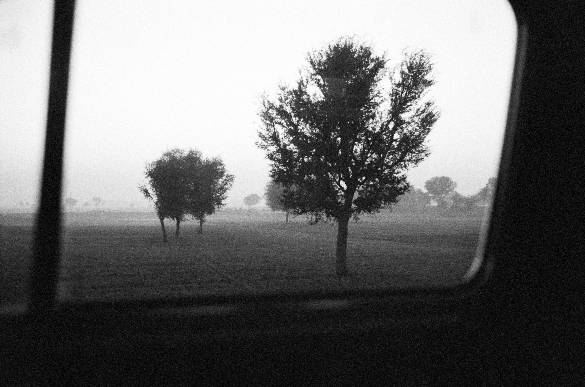 Trees at Dawn on the road to Jodhpur