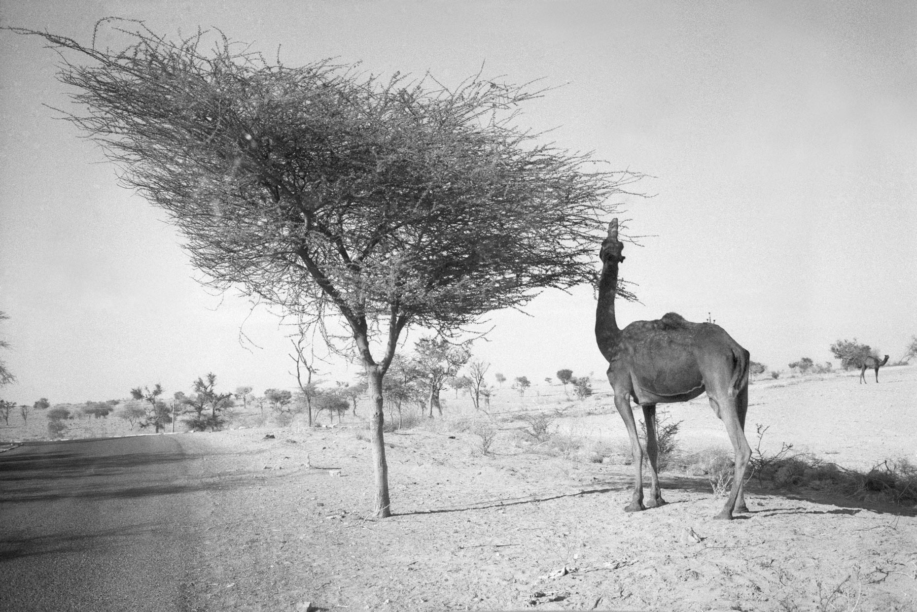 Camel, Tree and Road, Rajasthan