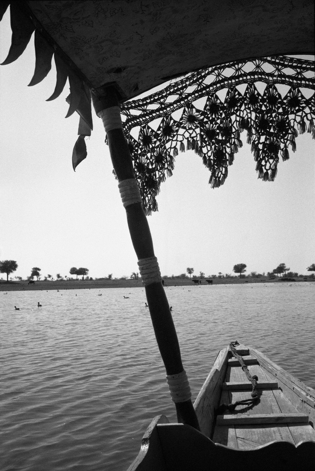 Fringed Canopy, Gadi Sagar, Jaisalmer