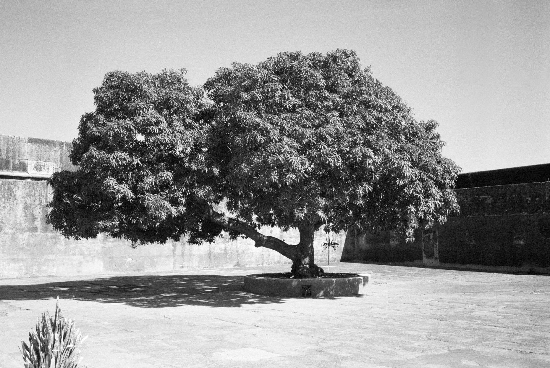 Tree, Amber Fort, Rajasthan