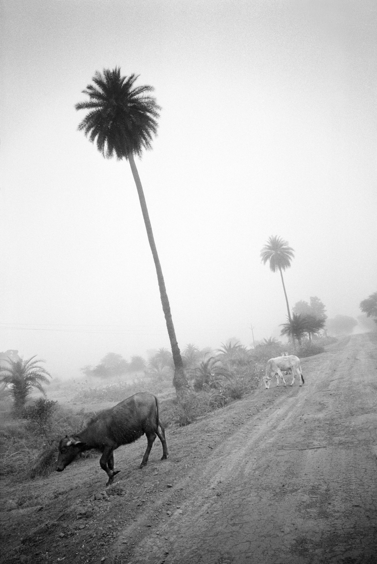 Water Buffalo and Palm Tree, on the road to Khajaraho