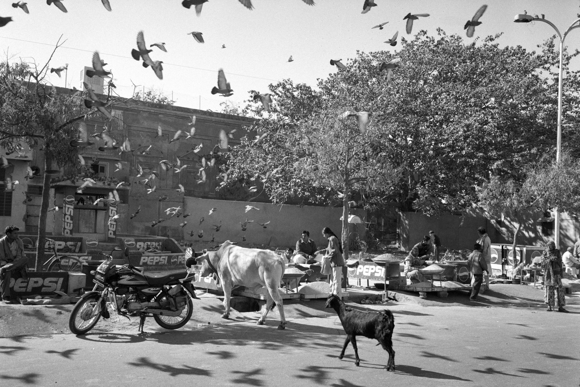 Flock of Pigeons, Jaipur