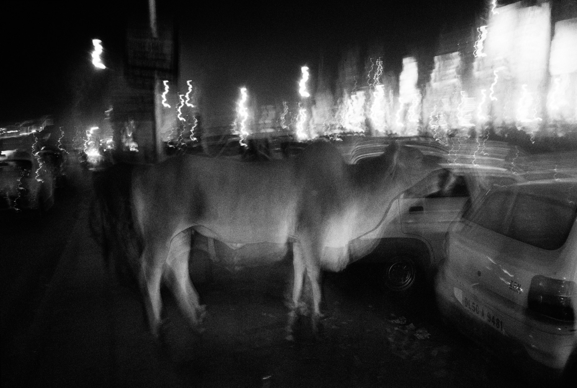 Flaming Cow, Delhi
