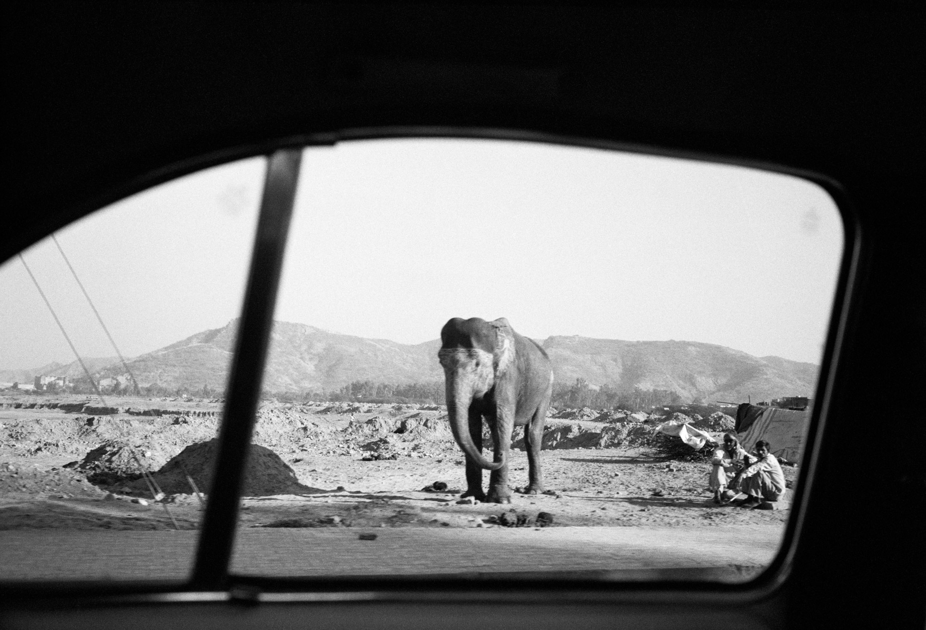 Elephant on Amber Road, Jaipur