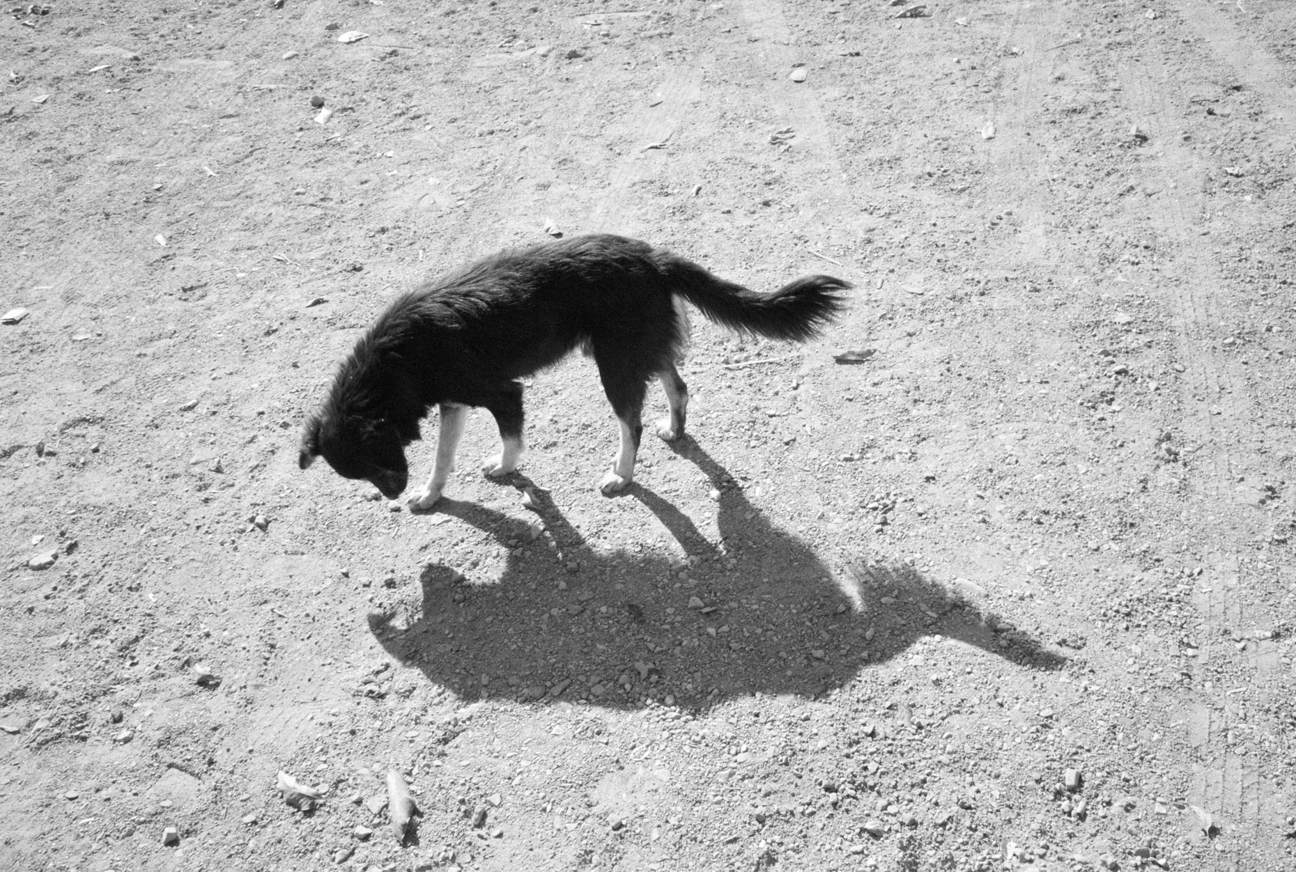 Dog Shadow, Rishikesh